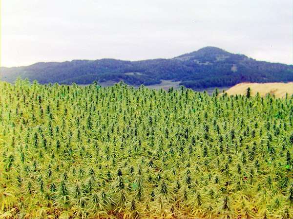 56086 B / 600 x 450 / weed-field1.jpg